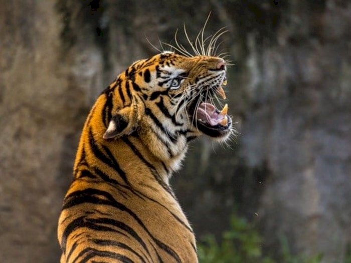 Harimau Sumatera Muncul di Desa, WALHI Sumut Berharap tak Ada Konflik dengan Manusia