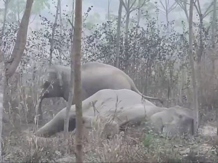 Ingin Selamatkan Induknya yang Terluka, Anak Gajah Ini Justru Menyerang Tim Medis