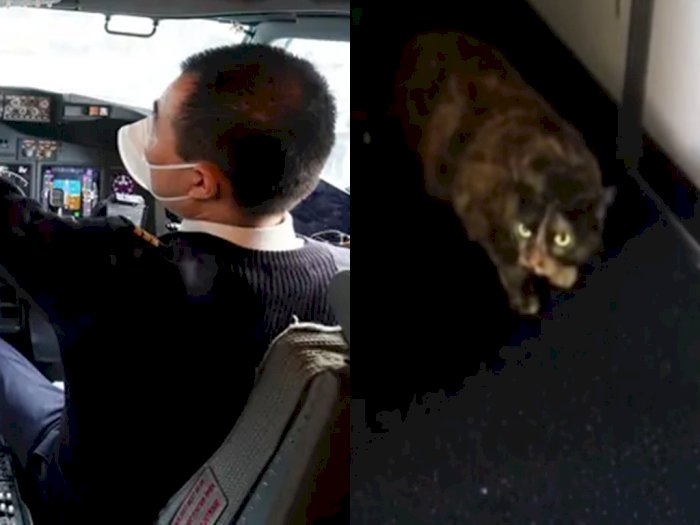 Pesawat Terpaksa Buat Pendaratan Darurat Usai Kucing Marah Masuk ke Kokpit & Serang Pilot