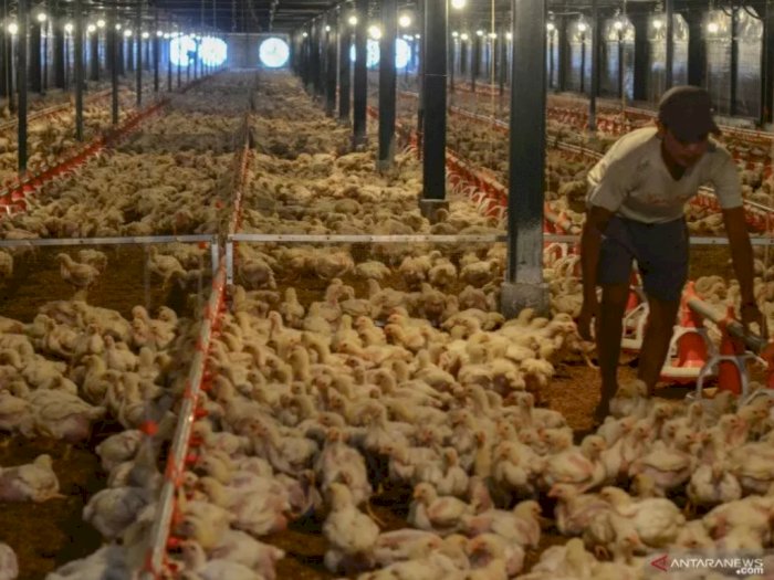 Soal Mitos Ayam Potong Disuntik Hormon, Asosiasi Peternak Angkat Bicara