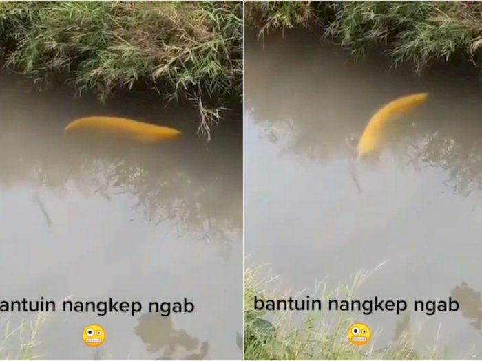 Viral Ikan Diduga Golden Arwana Berenang di Selokan, Netizen: Uang Sedang Berenang