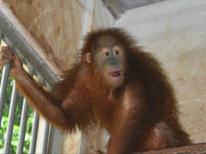 Orangutan Sumatera Korban Perdagangan Ilegal di Malaysia Direhabilitasi di Sibolangit