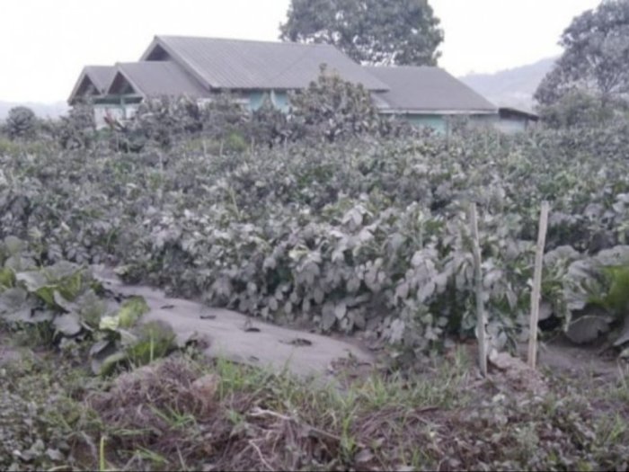 Sebanyak 8 Desa di Karo Diselimuti Abu Vulkanik Gunung Sinabung
