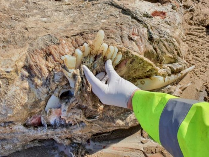 Misteri Binatang Laut Setinggi 23 Kaki yang Ditemukan di Pantai Inggris Buat Pakar Bingung