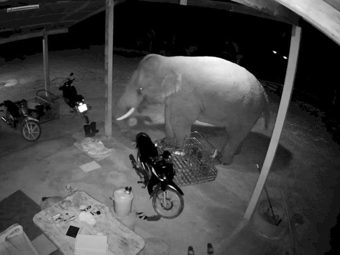 Gajah Liar Kelaparan Tertangkap Kamera CCTV Mencuri Makanan di Rumah Warga