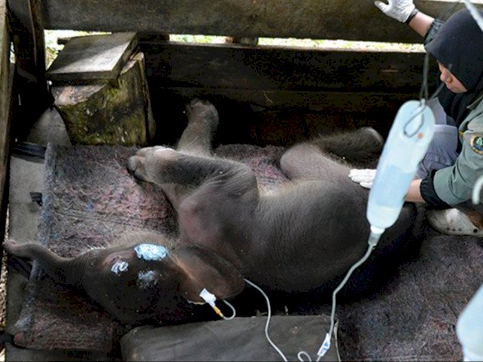 Bayi Gajah Inong yang Terjerat Lumpur Akhirnya Mati, Sebelumya Dapat Perawatan di PKG