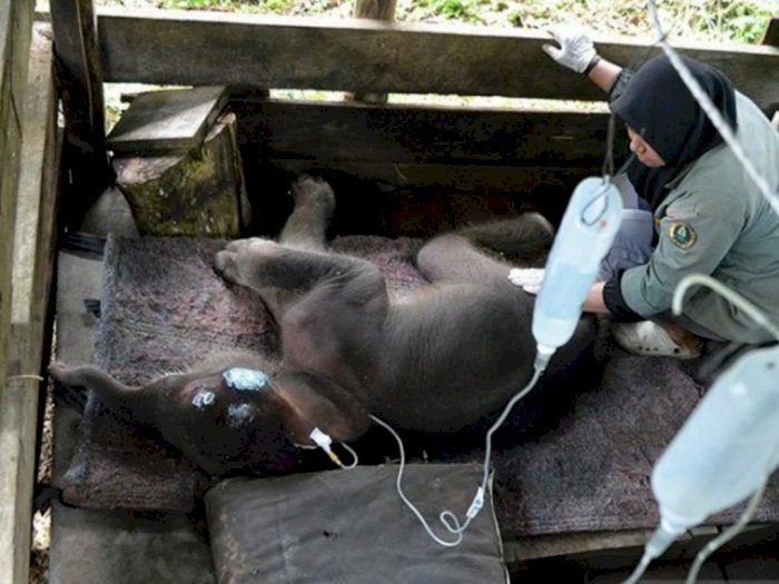 Bayi Gajah Sumatera yang Terjebak Lumpur Mati Setelah Dirawat di Pusat Konservasi di Aceh