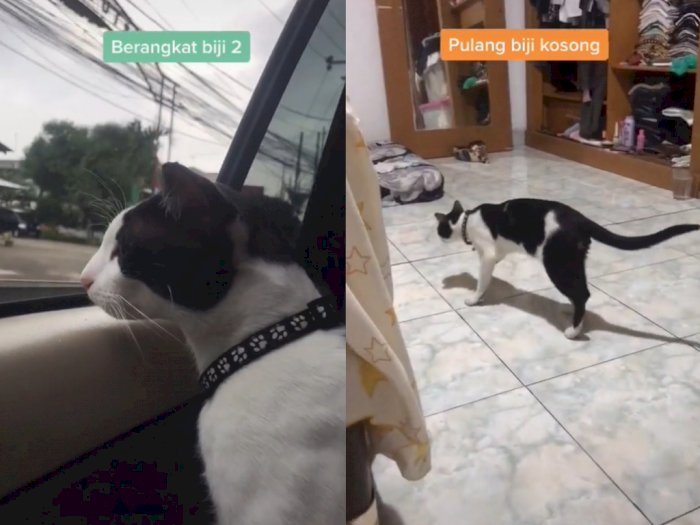 Lihat Kucing Jalannya Kok Beda, Ternyata Habis Dikebiri, Netizen: Ngilu