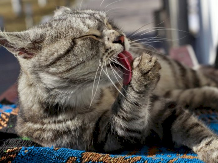 Fakta Unik Air Liur Kucing, Tak Usah Takut Dijilat