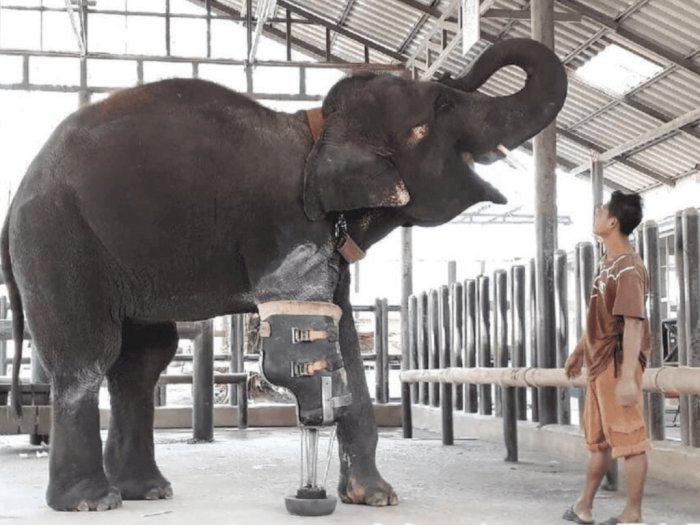 Kebahagiaan Gajah yang Kakinya Putus karena Ranjau, Akhirnya dapat Kaki Prostetik