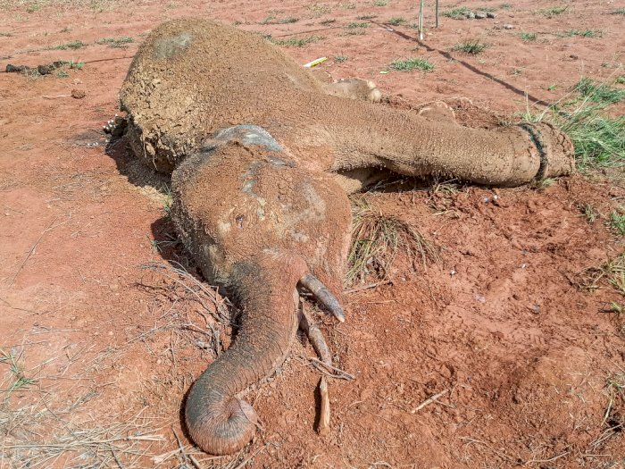 FOTO: Seekor Gajah Sumatera Mati di Aceh Jaya