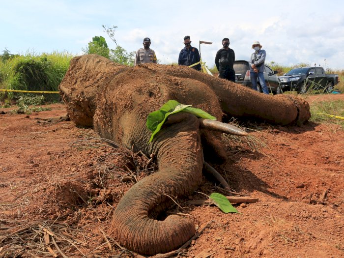 FOTO: Nekropsi Gajah Mati di Aceh Jaya