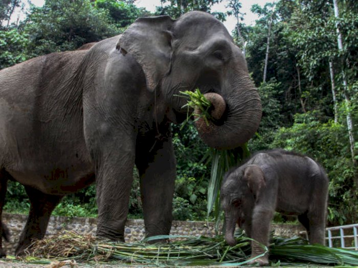Terungkap! Ini Dia Nama Anak Gajah Sumatera yang Baru Lahir di Tangkahan Langkat