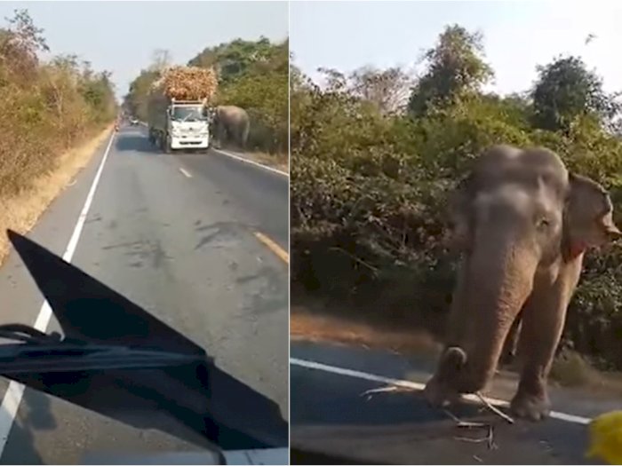 Momen Gajah Malang Menghentikan Truk Membawa Tebu karena Kelaparan