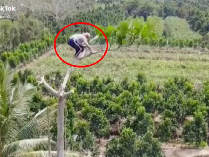Viral Aksi Penebang Pohon Bikin Netizen Merinding: Dia yang Manjat Gue yang Gemeter!