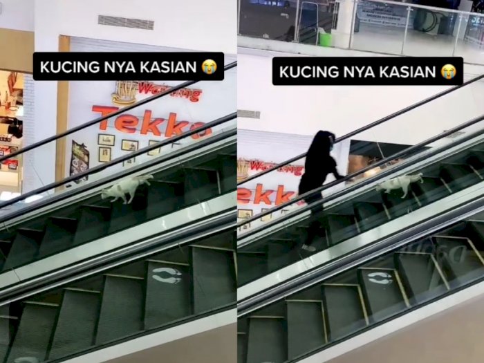 Viral Kucing Terjebak di Eskalator Mall Gara-Gara Salah Naik, Begini Endingnya