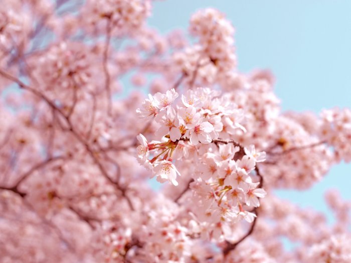 Musim Semi 2021, Bunga Sakura di Jepang Diprediksi Mekar Lebih Cepat dari Biasanya