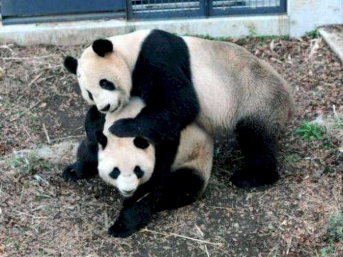Jomblo Sejak 2017, Panda Jantan di Kebun Binatang Tokyo Tunjukkan Tanda Birahi dan Kawin