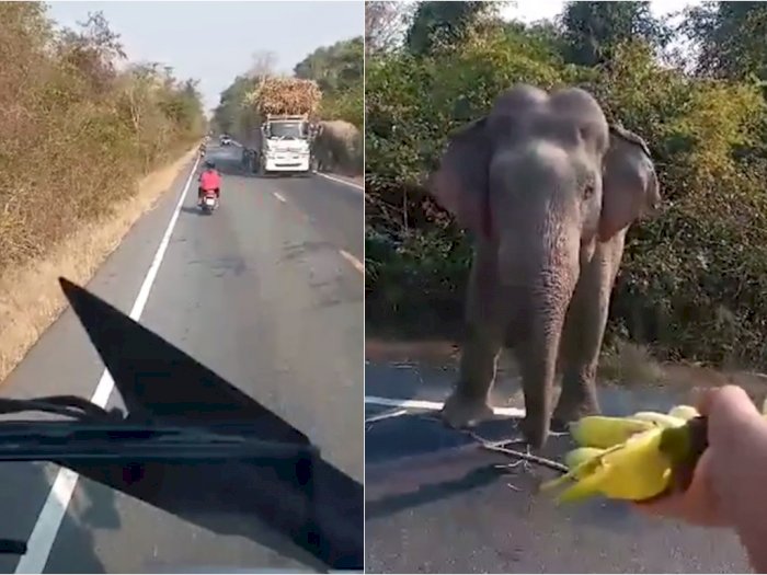 Momen Gajah Lapar Hentikan Truk Pembawa Tebu, Reaksi Sopir Bikin Salut
