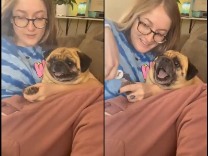 Video Momen Lucu Saat Anjing Teriak Akting Pura-pura Takut Kukunya Dipotong