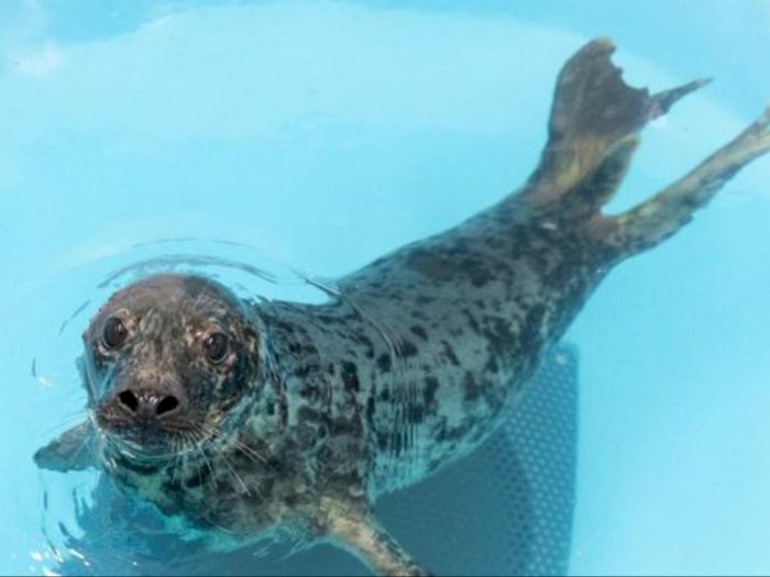 Kisah Sedih Eloise, Si Bayi Anjing Laut Yatim Piatu yang Ditemukan Kurang Gizi
