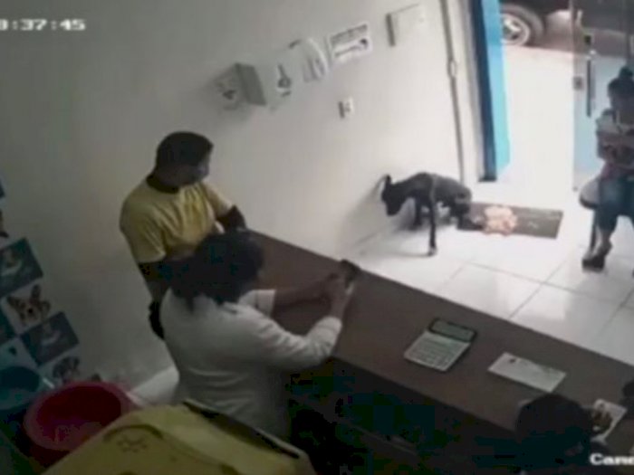 Pintar, Anjing Liar Ini Masuk ke Klinik Hewan untuk Mendapatkan Perawatan karena Terluka