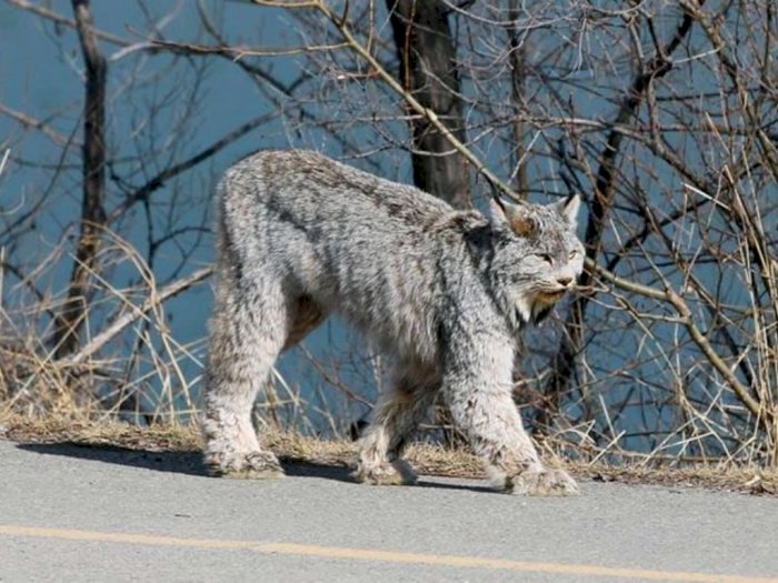 Lynx Si Kucing Besar 'Introvert', Tertangkap Kamera Jalan-jalan di Pemukiman Warga Kanada