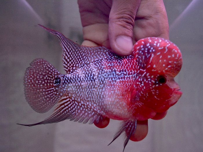 FOTO: Budi Daya Ikan Hias di Garut