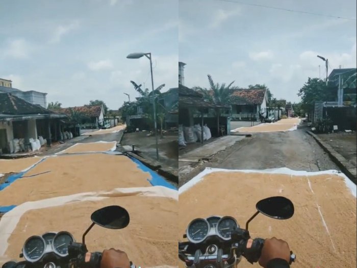 Video Momen Saat Pemotor yang Melintasi Jalan Desa Penuh Jemuran Gabah