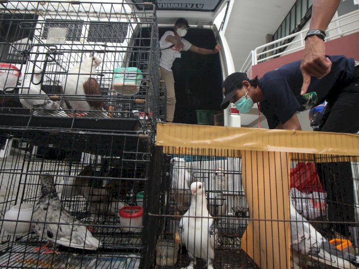 FOTO: Kontes Burung Merpati di Surabaya