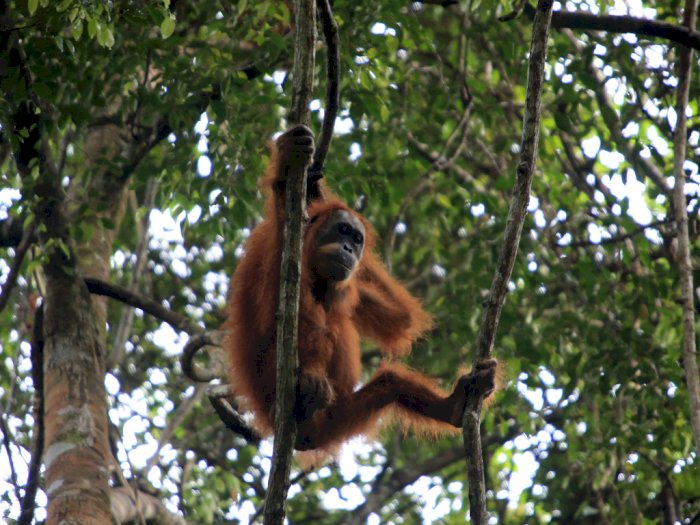 FOTO: Orangutan Sumatra di Kawasan Ekosistem Leuser