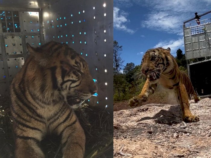 Video Momen Pelepasliaran Suro 'Harimau Sumatera' di Taman Nasional Gunung Leuser