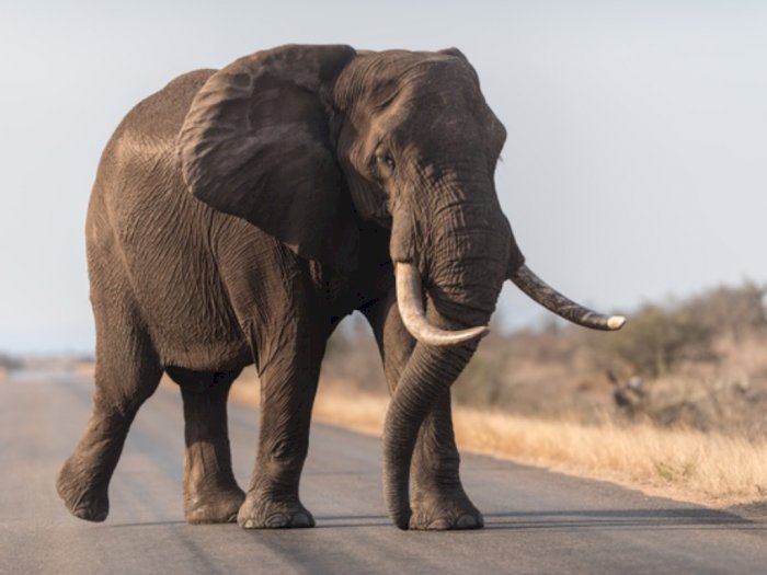 Tidur dengan Posisi Berdiri, Yuk Ketahui Fakta-fakta Unik Lain dari Gajah