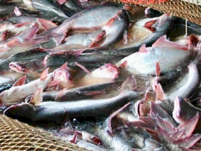 Ribuan Ikan Patin Warga Mati Mendadak, Tak Jauh dari Kolam ada Pengeboran oleh Pertamina