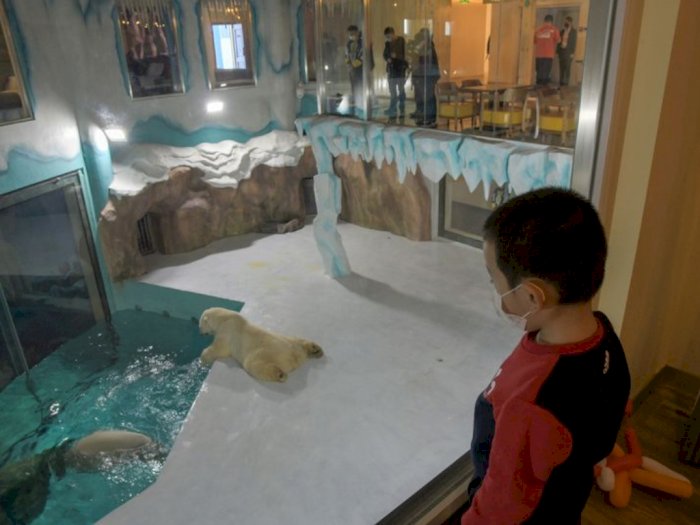 Hotel Ini Memicu Kontroversi karena Jadikan Beruang Kutub Sebagai Pertunjukkan