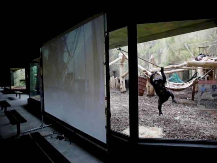Tak Ada Pengunjung, Simpanse yang Bosan Habiskan 8 Jam untuk Zoom Satu Sama Lain