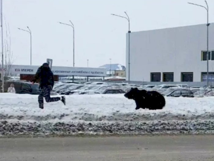 Mengerikan! Seorang Pria Terlihat Dikejar Beruang yang Kabur dari Kebun Binatang Rusia