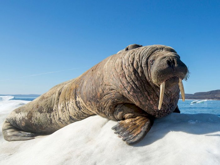 Penemuan Walrus Nyasar Sampai ke Irlandia, Ahli Sebut Gegara Ketiduran di Bongkahan Es