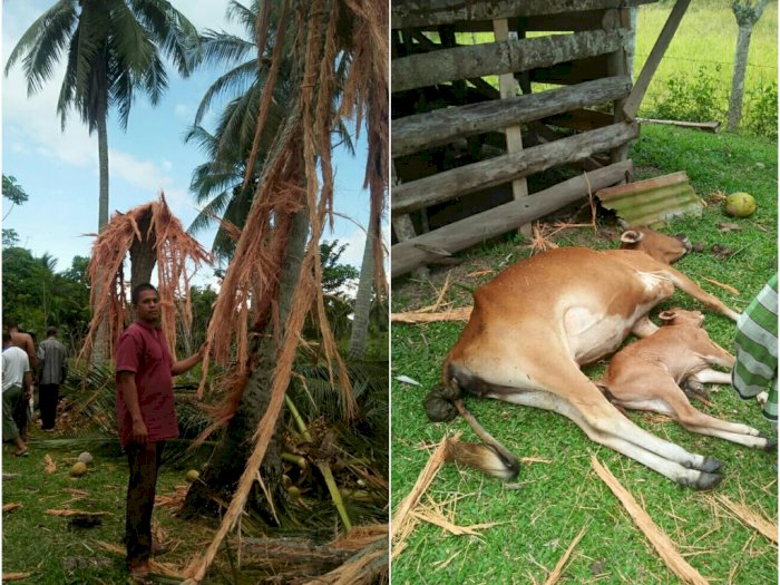 Mengerikan, Penampakkan Pohon Kelapa Hancur Akibat Tersambar Petir, 2 Ekor Lembu Mati