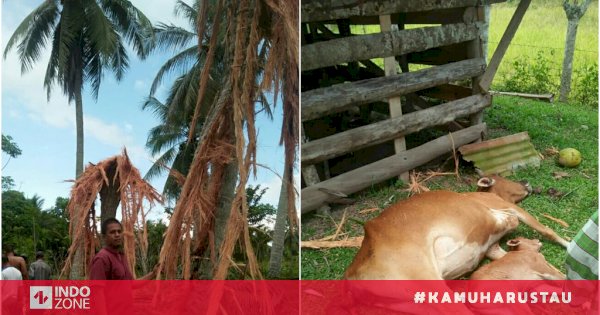 Mengerikan Penampakkan Pohon Kelapa  Hancur Akibat 