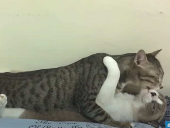 Kucing Ini Tertangkap Basah oleh Pemiliknya Sedang 'Bercumbu' di Atas Tempat Tidur