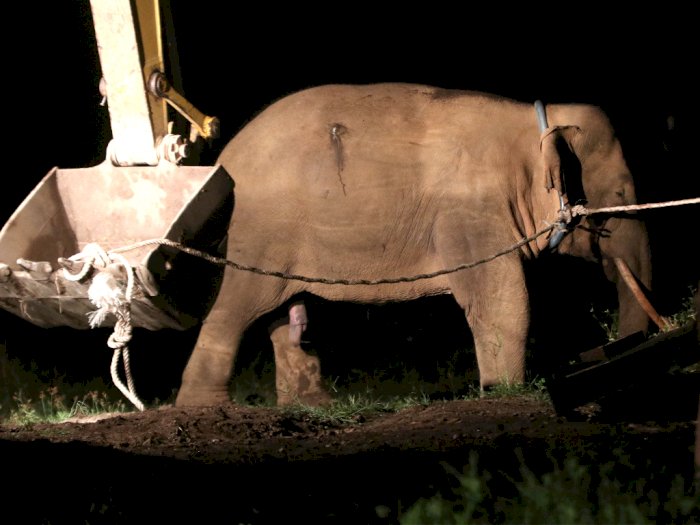 FOTO: Translokasi Gajah Sumatera Liar yang Masuk ke Pemukiman Penduduk