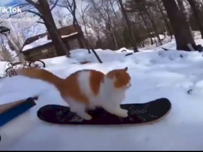Video Taddy si Kucing yang Jago Snowboarding, Bikin Netizen Gemas