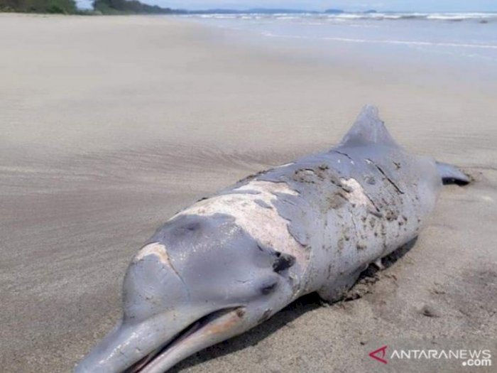 Seekor Lumba-lumba Terdampar di Bibir Pantai Tapsel, Ribuan Kawanannya Mondar-mandir