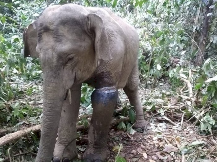 Sedih! Gajah Sumatra ini Ditemukan Dengan Puluhan Luka di Aceh Timur