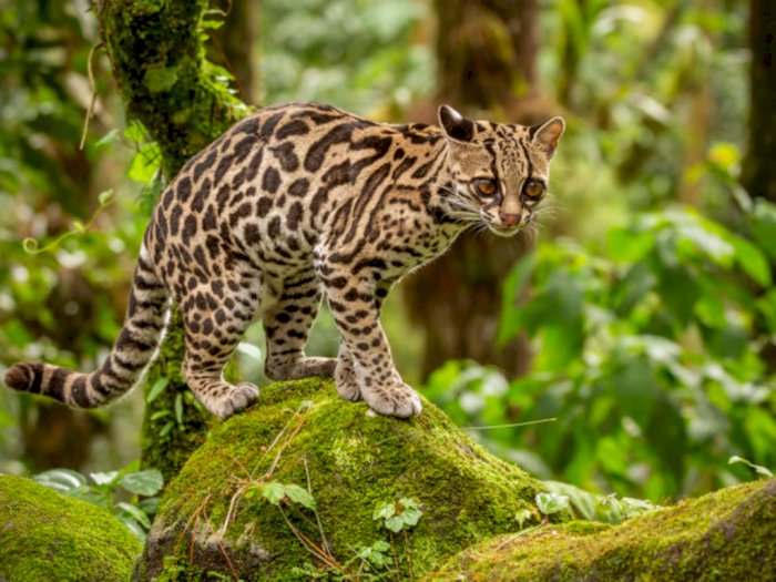 Perkenalkan Ini Margay, Kucing Hutan Langka dengan Motif Bulu Unik 