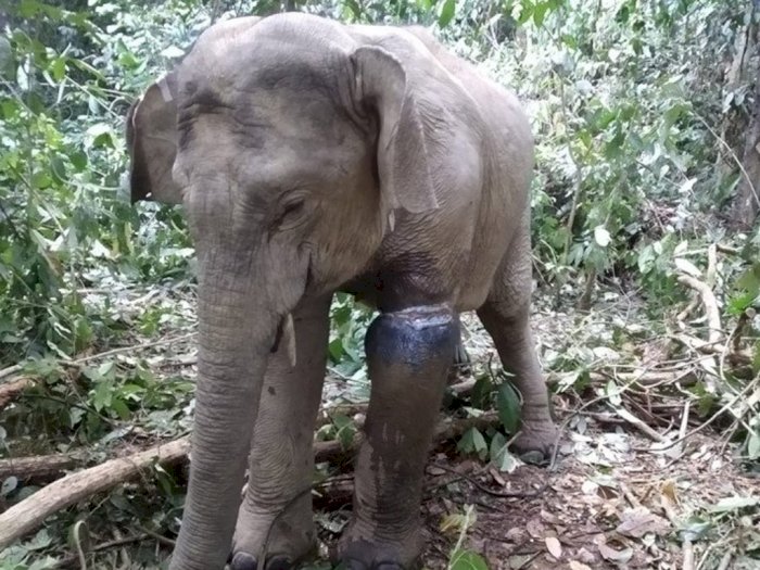 Kasihan, Gajah Betina Ditemukan dengan Puluhan Luka Ditubuhnya, Ada yang Sudah Membusuk