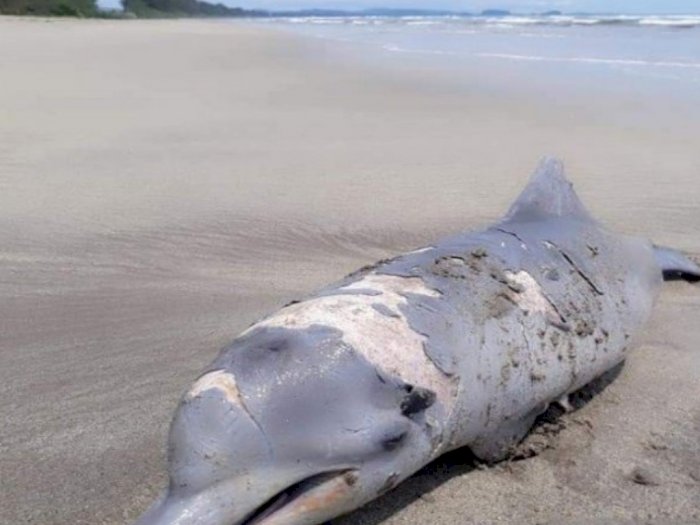 Warga Muara Batang Toru Tapsel Temukan Lumba- lumba Mati Terdampar di Bibir Pantai