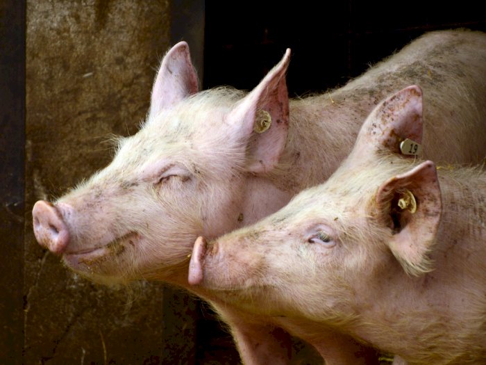 Babi Jadi Hewan Ternak dengan Jumlah Populasi Paling Tinggi di Sumut