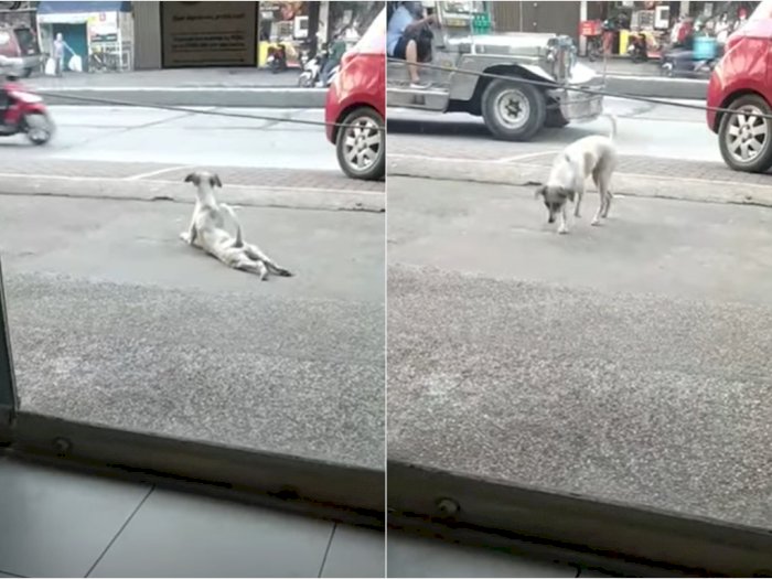 Pintar, Anjing Ini Pura-pura Cacat Untuk Mencari Perhatian Orang di Jalan